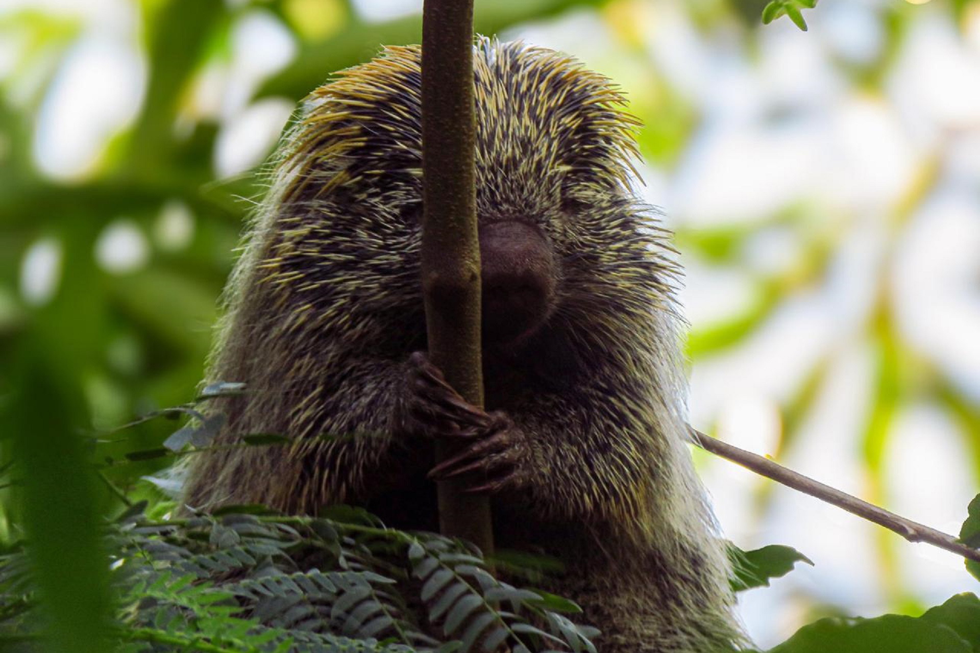 Com estudos de fauna e flora, Sanepar implanta saneamento com preservação das espécies