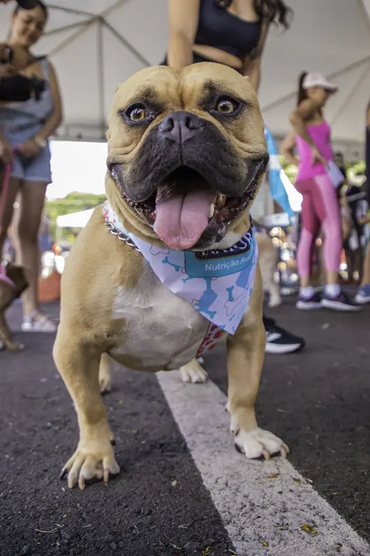 Amigo Bicho volta ao Parque Barigui neste sábado com 50 cães disponíveis para adoção
