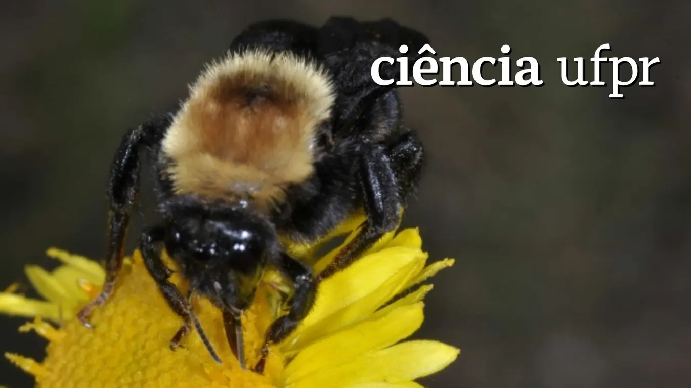 Ciência UFPR: Estudo mostra efeitos das mudanças climáticas sobre abelhas sul-americanas 