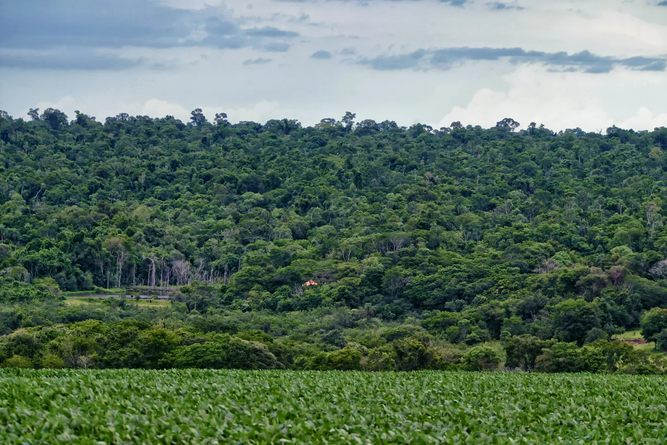 Ranking de Competitividade dos Estados: Paraná lidera combate ao desmatamento e reciclagem