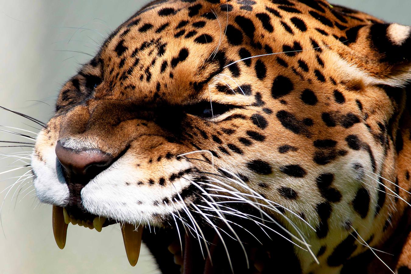 Dia Nacional de Defesa da Fauna Silvestre: veja cinco ações para proteger os animais