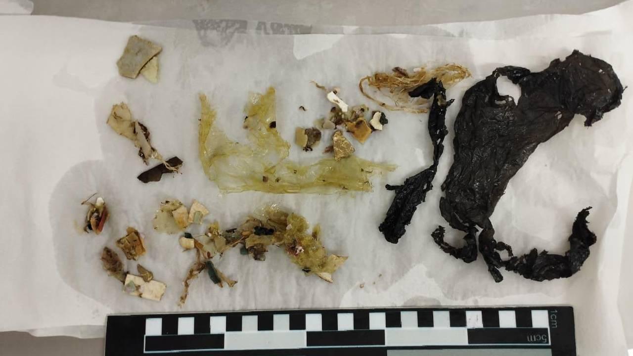 Encalhes no litoral do Paraná revelam ameaça do plástico à fauna marinha, indica LEC-UFPR