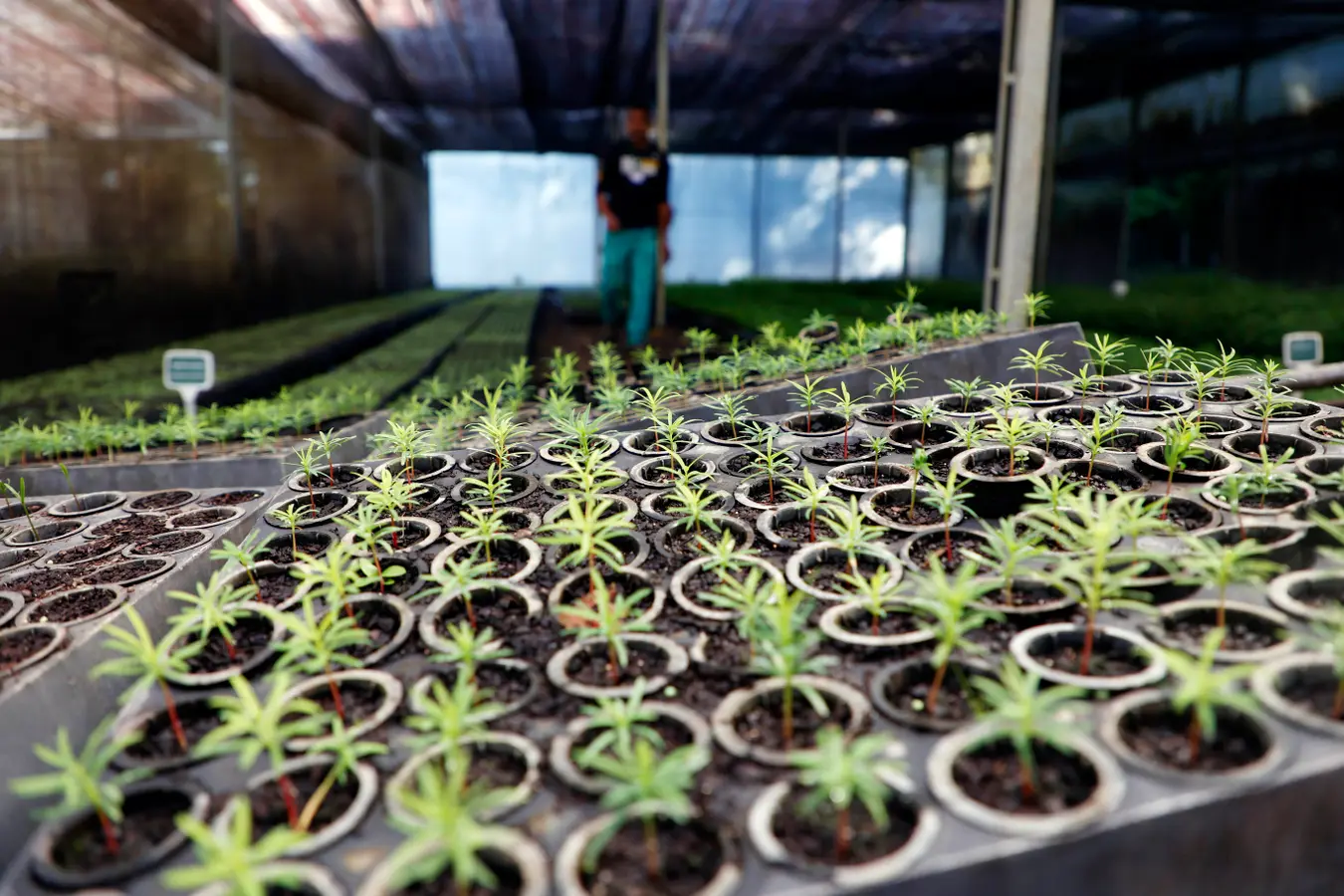 Estado vai distribuir 21,1 mil mudas nativas em ações para celebrar o Dia da Árvore
