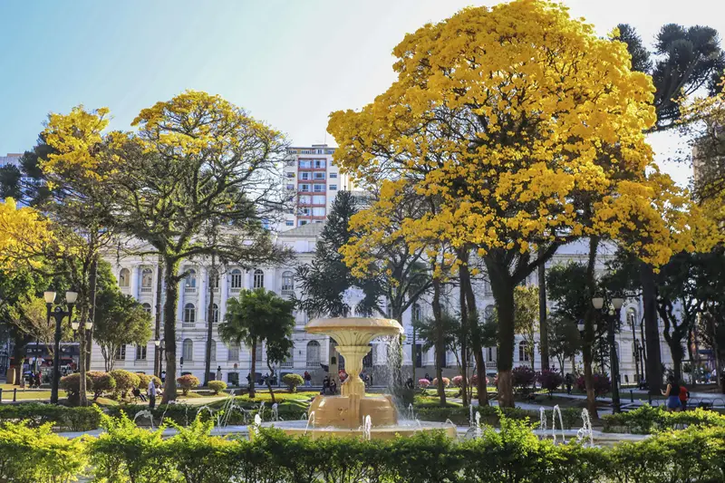 Florada dos ipês muda para amarelo o tom das ruas, praças e parques de Curitiba