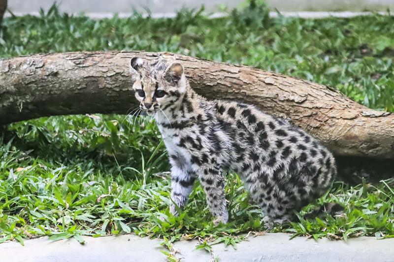 Gata Maracujá conhece o novo lar e tem casal de gatos-palheiros como vizinhos