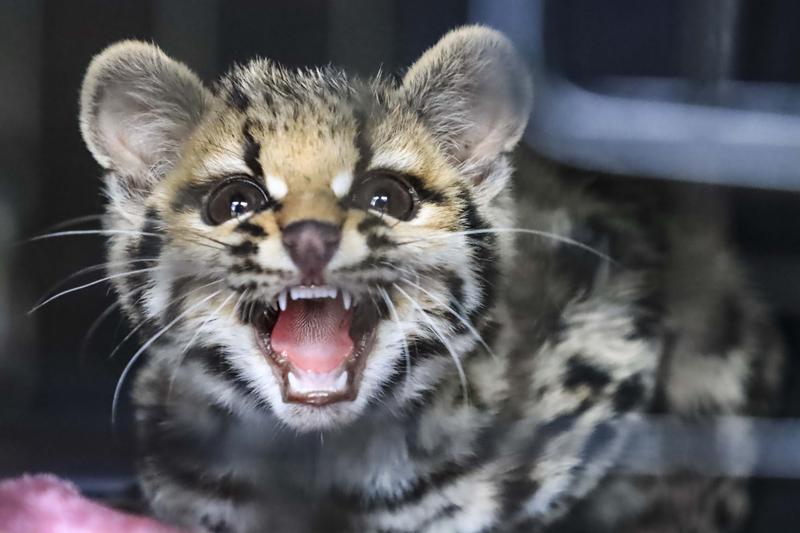 Gata Maracujá conhece o novo lar no Zoológico de Curitiba e tem casal de gatos-palheiros como vizinhos