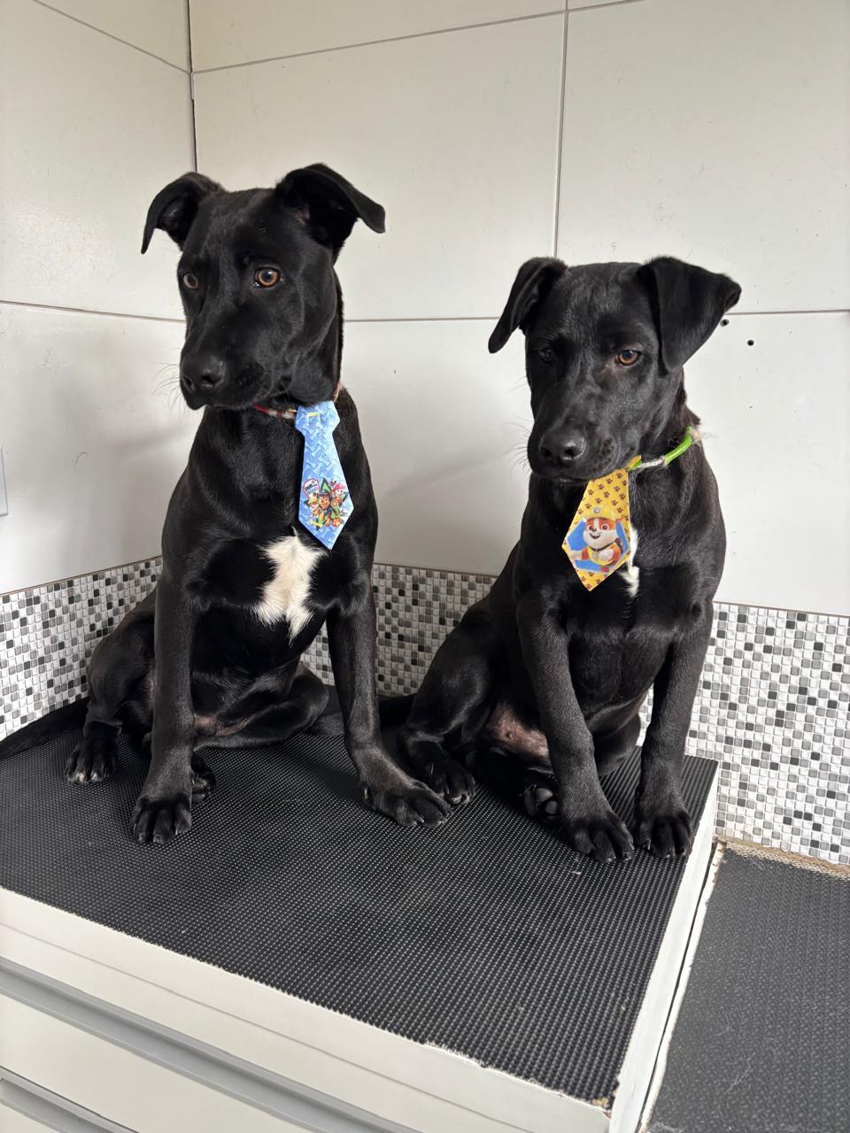 Cães para adoção