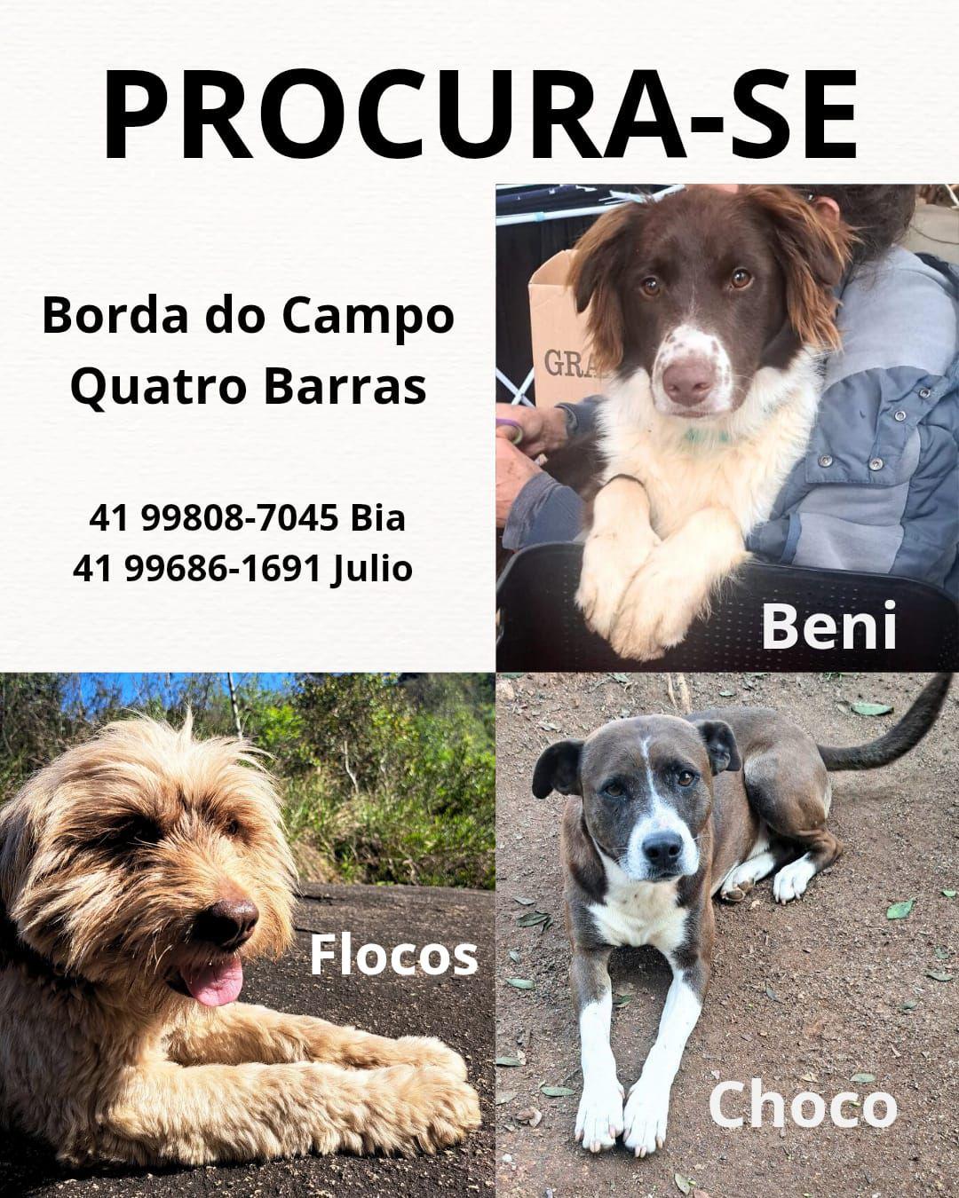 Cães perdidos da B