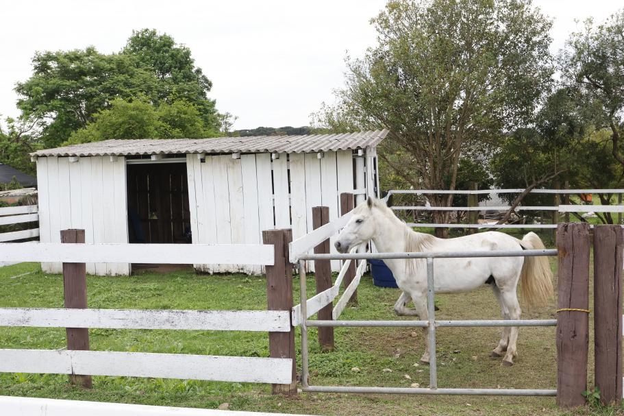 Cavalo resgatado e bem-tratado mostra importância da fiscalização em Pinhais