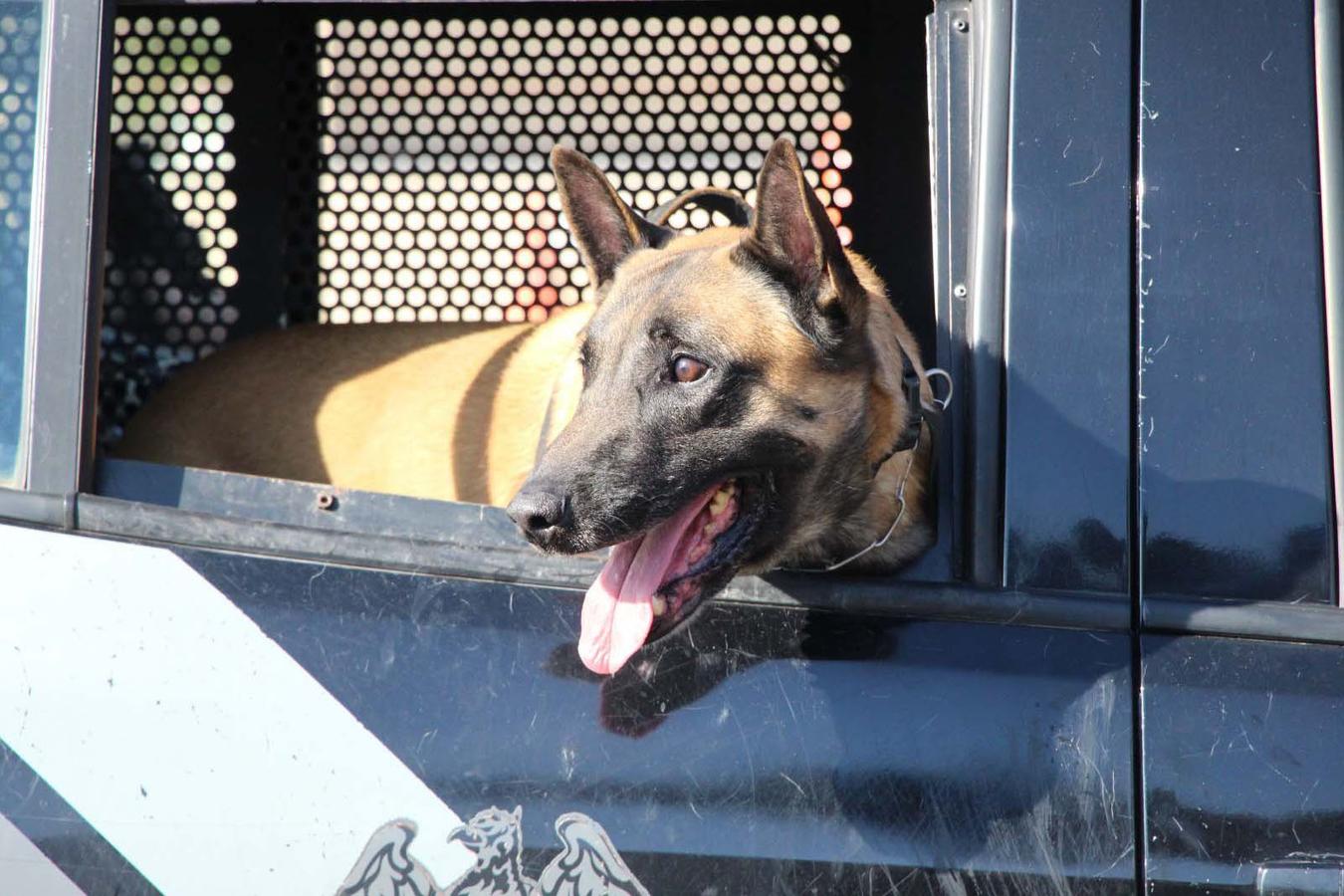 Inscrições da 1ª Cãocorrida da Companhia com Cães da PMPR se encerram nesta segunda