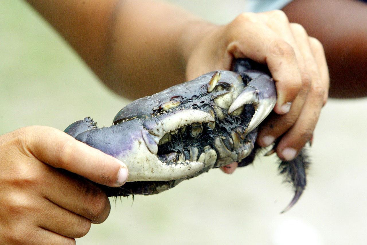 Captura do caranguejo-uçá começa no dia 1º; IAT reforça regras e fiscalização