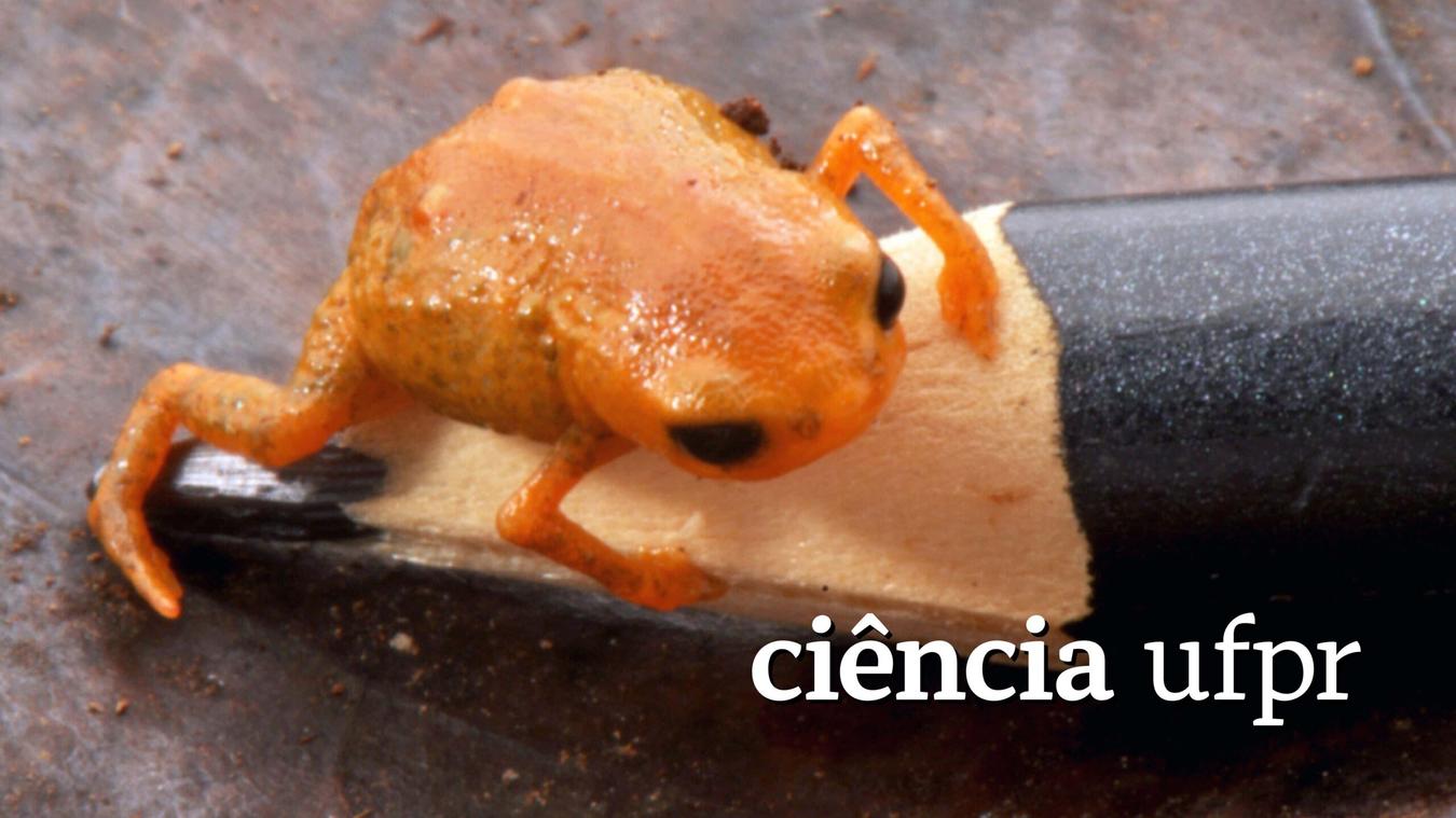Ciência UFPR: Cientistas descrevem nova espécie de sapo e pedem conservação do Quiriri