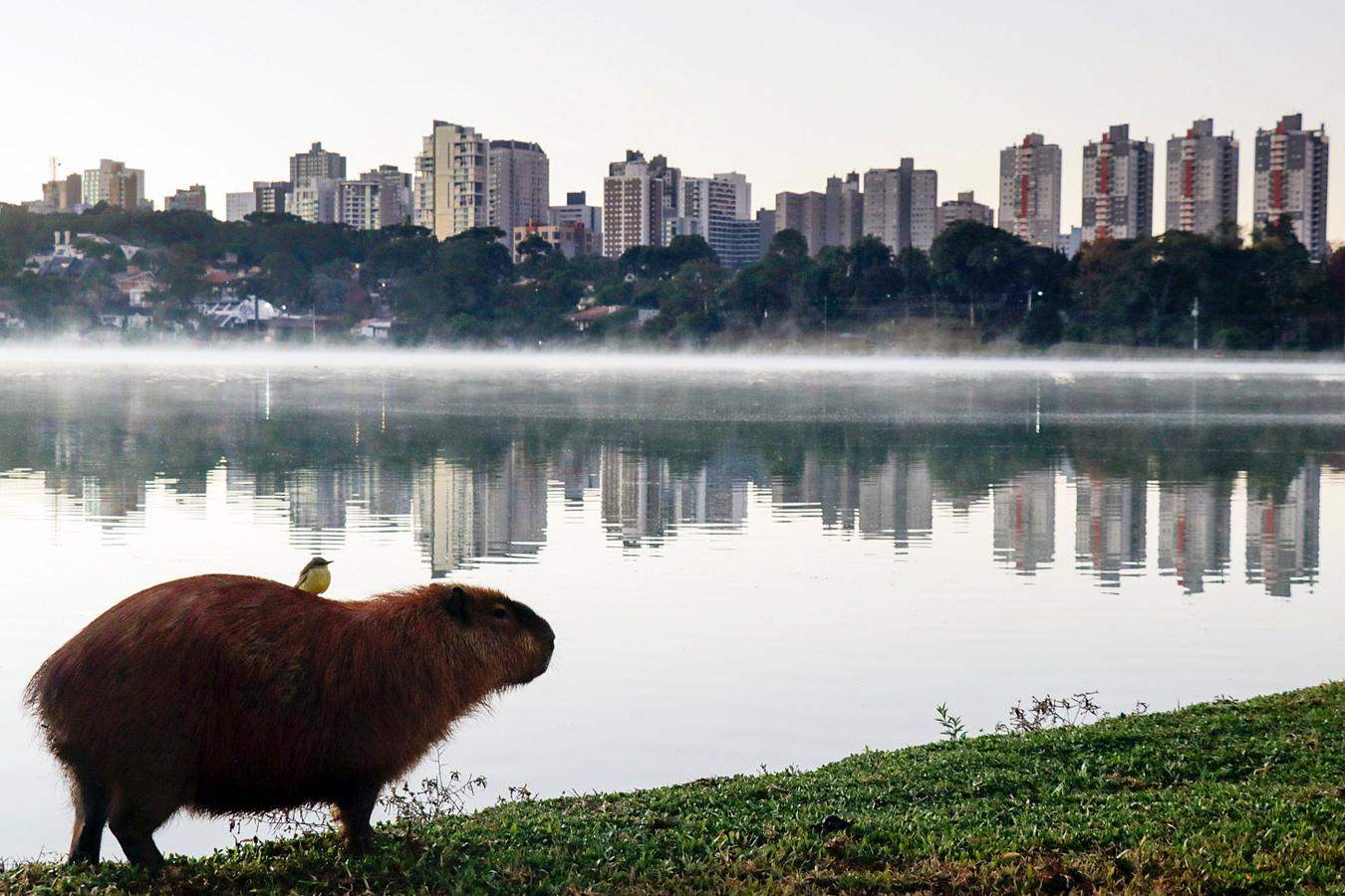 Curitiba está entre as Melhores Cidades do Brasil de 2025, segundo ranking da Austin Rating