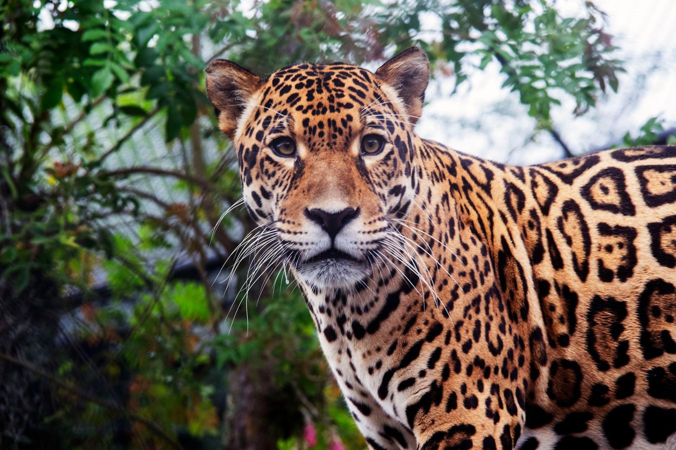 Macho de onça-pintada Tocantins chega ao Zoo de Curitiba com a missão de preservar a espécie