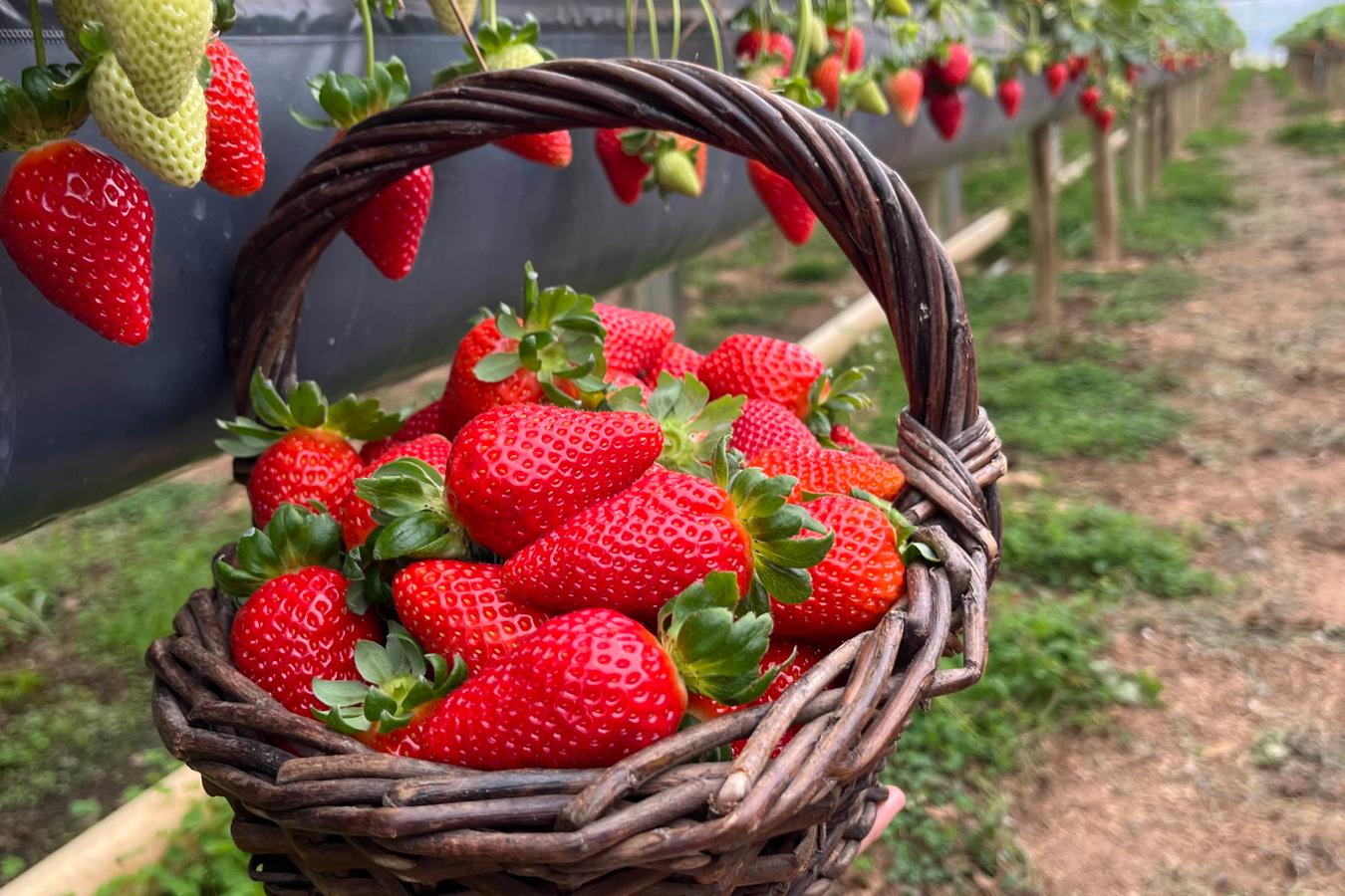 Rota Turística do Morango integra agricultura e turismo e amplia renda nas propriedades