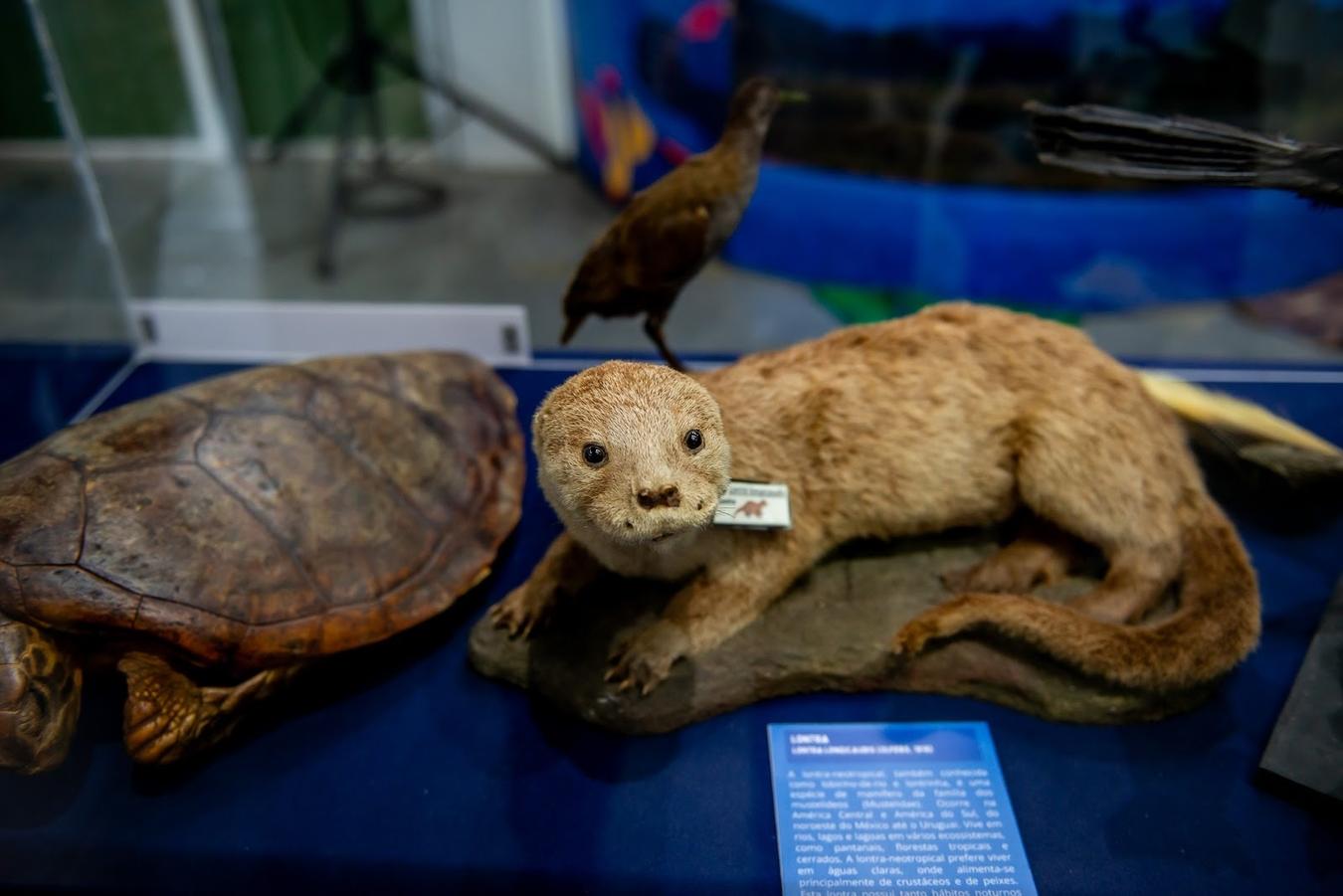 Museus da UFPR têm programação aberta ao público no período de férias