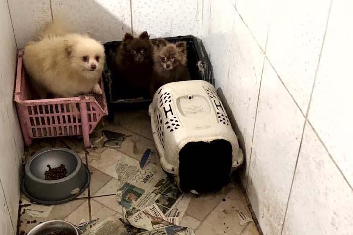 Operação resgata 50 cães da raça spitz alemão em situação de maus-tratos em Piraquara