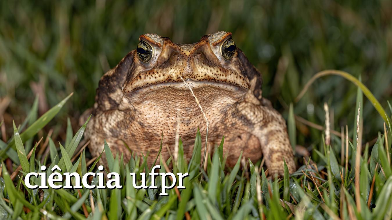 Ciência UFPR: Estudo estima que 1,6 mil animais morrem por ano em rodovia de Curitiba