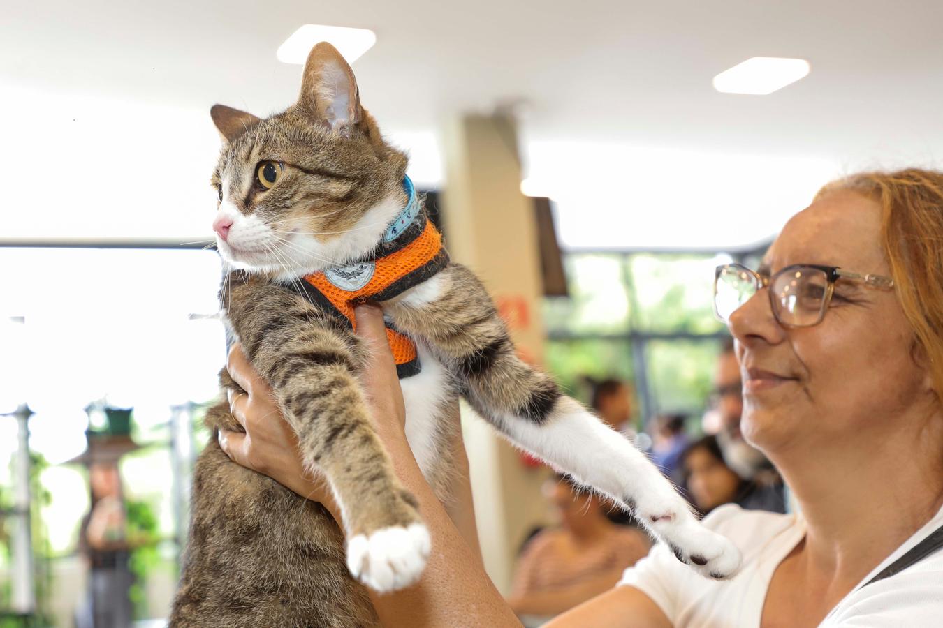 Em menos de um ano, Prefeitura e HPet fazem mais de 14 mil atendimentos gratuitos de cães e gatos de Curitiba