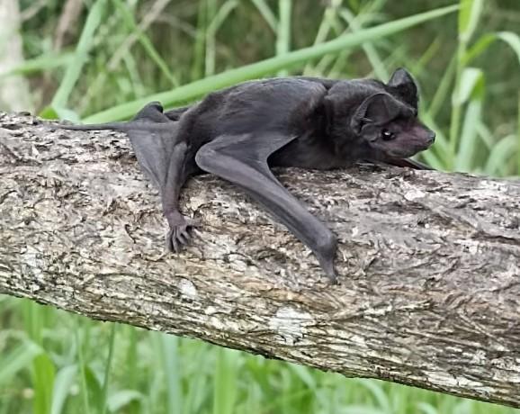 Morcegos em áreas urbanas: saiba como agir com segurança e proteger sua saúde