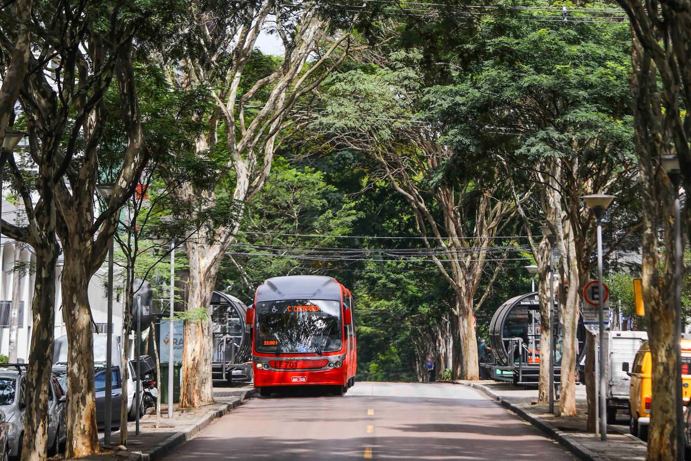 Últimos dias para a população sugerir melhorias no Plano Municipal de Arborização Urbana de Curitiba