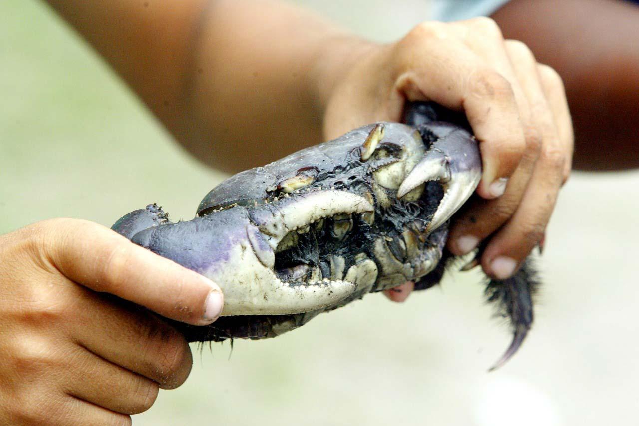 Captura proibida: período de defeso do caranguejo começa neste domingo no Paraná