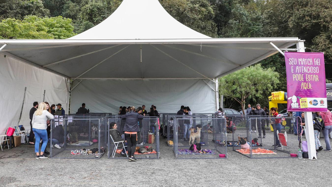 Em clima de aniversário da cidade, Amigo Bicho chega ao Parque Barigui com 40 cães para adoção neste sábado