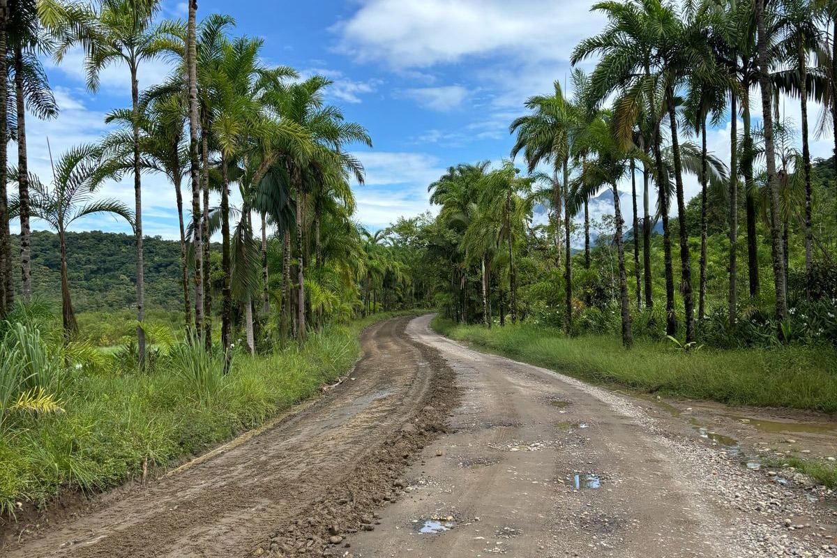 Rascunho automático