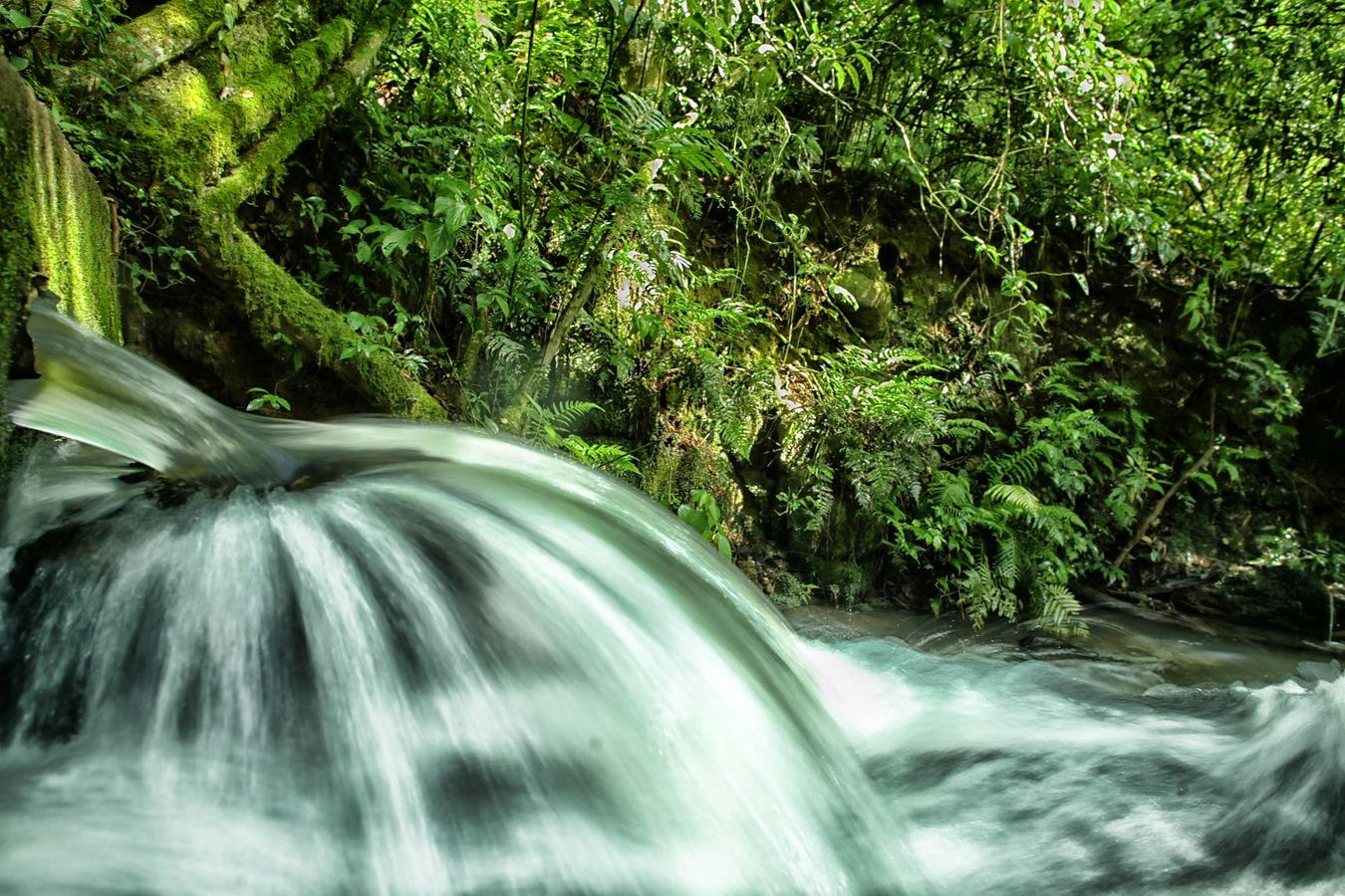 Rascunho automático