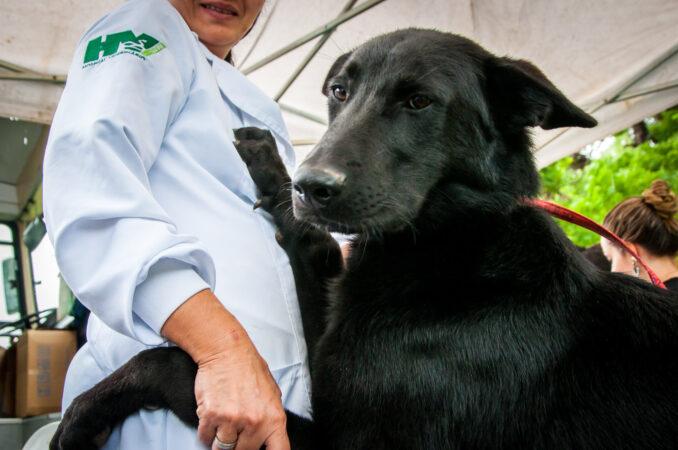 UFPR fortalece rede de proteção animal com projetos de extensão voltados à saúde coletiva