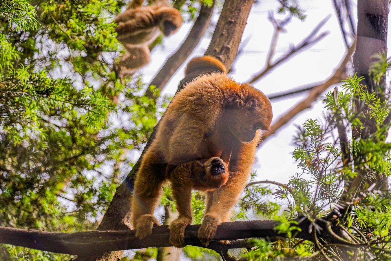 Zoológico de Curitiba completa 44 anos como uma referência nacional e internacional em preservação dos animais