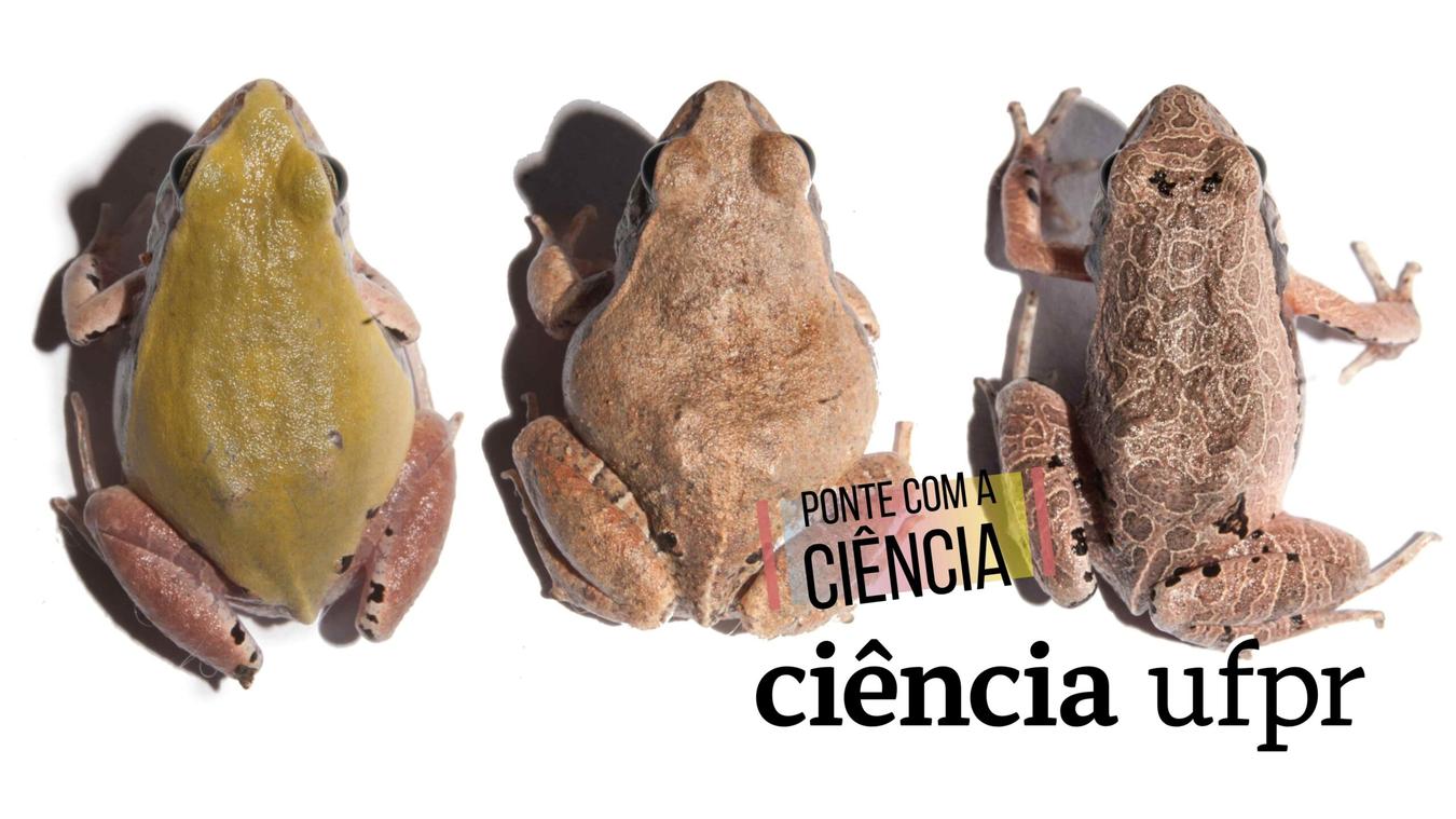 Ciência UFPR: O alerta da rã-cachorro sobre agrotóxicos à base de glifosato