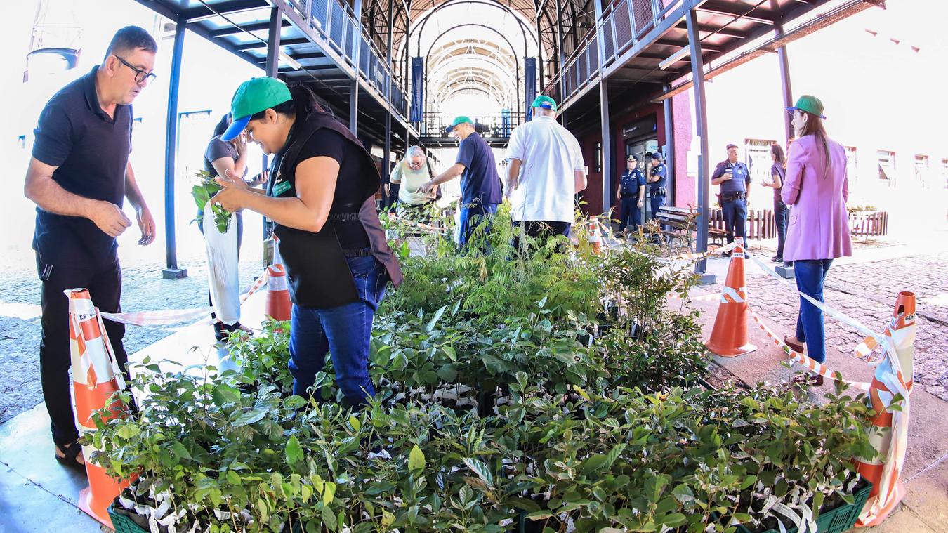 Última semana de abril terá entrega de mudas de árvores nos bairros. Veja onde pegar