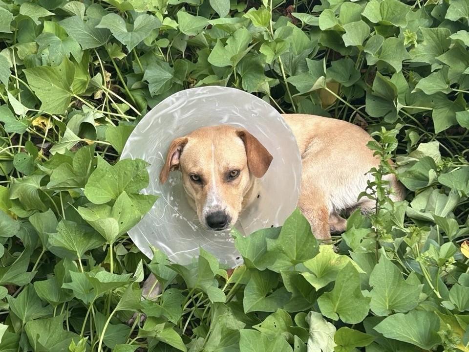Adote UFPR registra aumento de abandono e busca lares temporários para cães resgatados