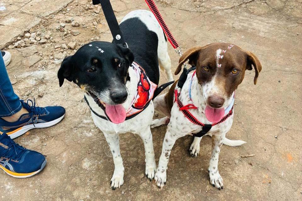 CastraPet Paraná atinge marca de 150 mil animais esterilizados em 392 municípios