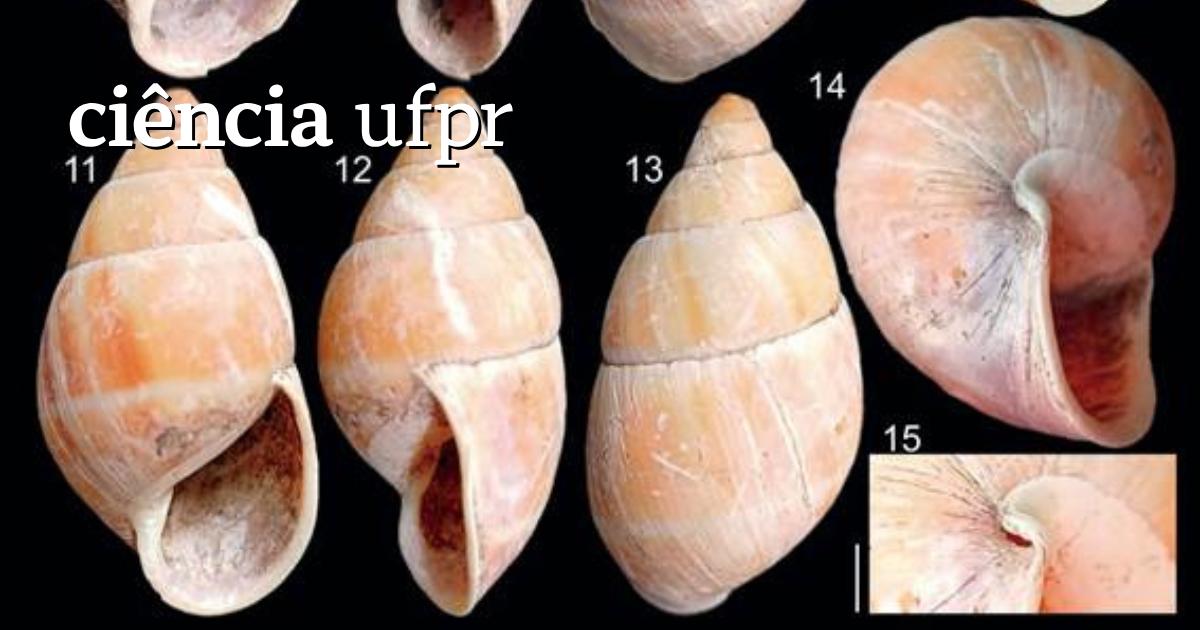 Ciência UFPR: Espécie de caramujo que viveu há milhares de anos é descoberta no Paraná