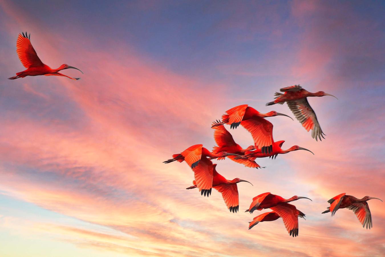 Cores da Natureza do Paraná: Sedest lança livro fotográfico da biodiversidade do Estado
