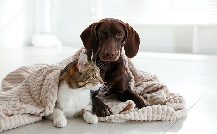 Frio exige cuidado especial com os pets