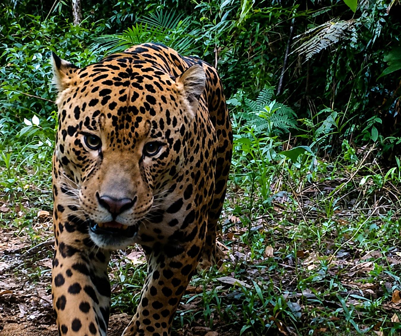 Inverno transforma o comportamento da fauna brasileira 