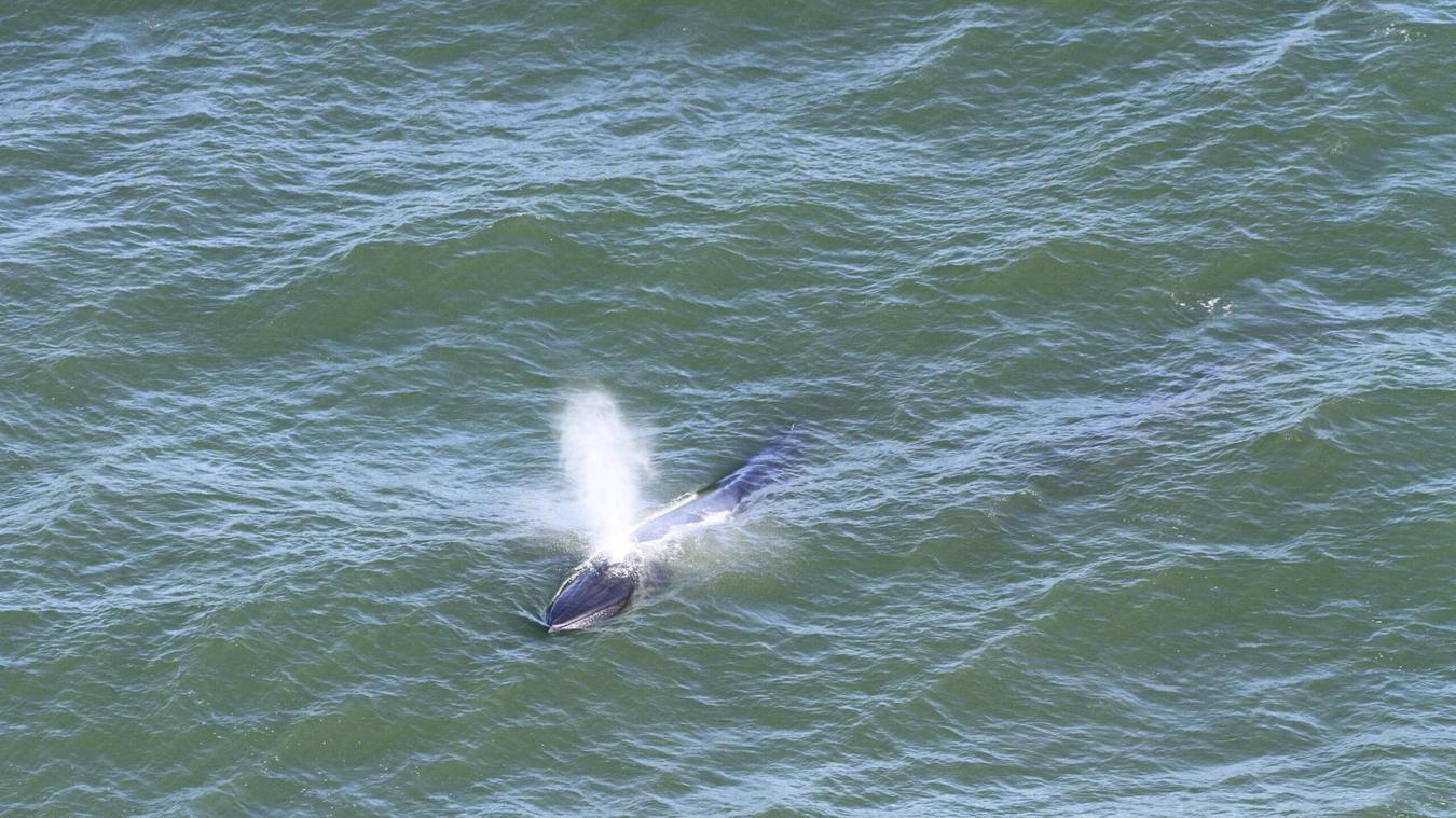 Monitoramento aéreo registra mais de 60 animais marinhos no litoral do Paraná