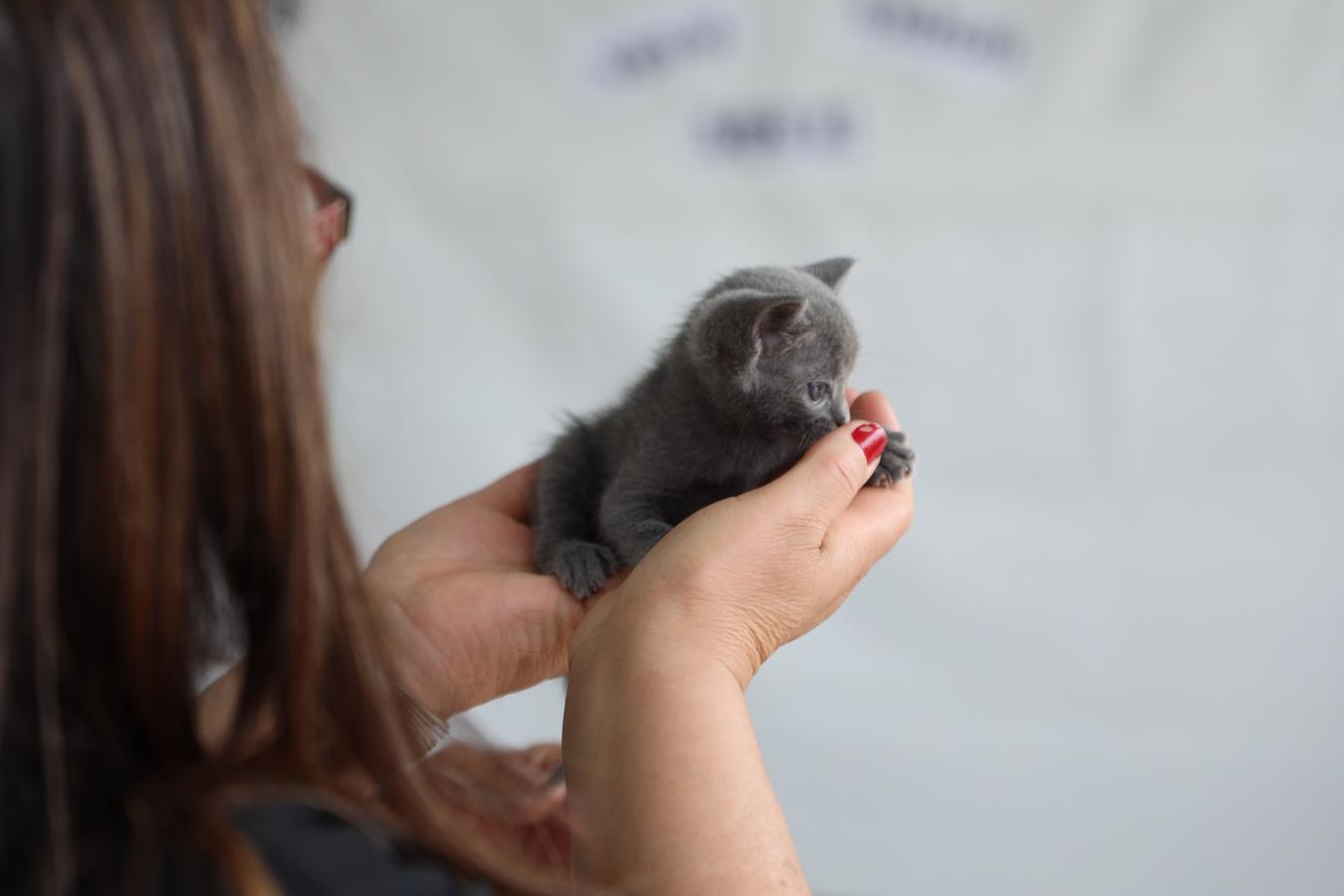 Programa de serviços veterinários está com inscrições abertas para atendimentos na próxima semana
